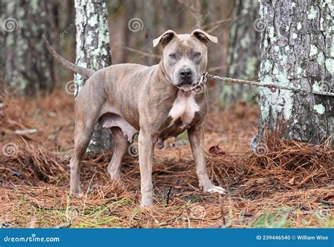 The term “merle pitbull” refers to a pitbull breed dog that has a coat color pattern known as merle. Merle is a genetic trait that produces a mottled or marbled appearance in the coat, with patches of lighter and darker colors. It is a common trait in many breeds of dogs, including pitbulls.