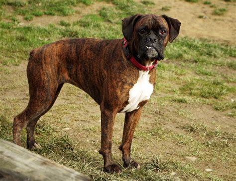 If the dog is a brindle mastiff, it will have apricot-colored fur, especially around its stomach. Some might also have a small white patch on their chest. A reverse brindle mastiff features a dark coat that has fawn striping on it. This is the opposite of a regular brindle mastiff appearance. 2.Brindle Mastiffs are not common..