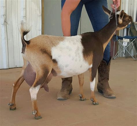 Blue cactus dairy goats. Jan 16, 2022 · Love Blue Cactus goats. Reactions: Lil Boogie. Save Share. Like. Rancho Draco. ... (Olive) and their buckling Zorro from Blue Cactus Dairy goats and Zorro is throwing some good kids! DaNelle(WeedemandReap) just had some kids on the ground from Zorro and he threw some good-looking doelings and buckling! One of her new … 