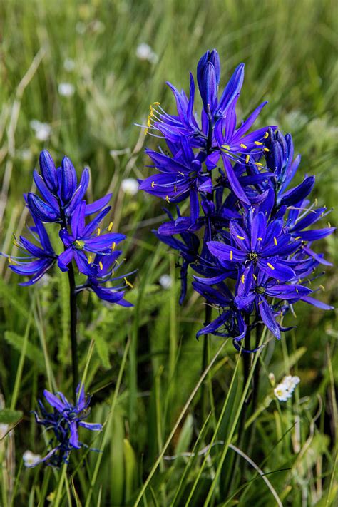 The blue Camas flowers dominate the prairie grassland in th