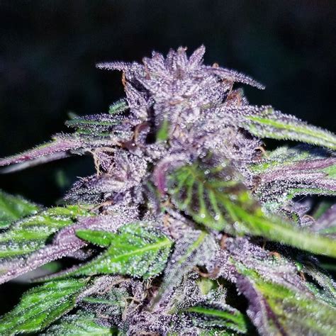 Michigan breeder ThugPug used Dosi to make his hit Peanut Butter Breath, which became a top strain in 2021. Compound Genetics’ Lynch explained, “Dosidos was the first strain released that .... 