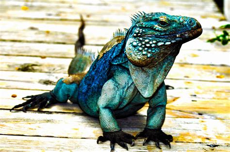 Blue cayman iguana for sale. The Blue Iguana Gardens initiative is aimed to engage the Caymanian community in identifying areas within private yards and gardens in order to grow and maintain supplemental food sources for the blue iguanas housed at the conservation breeding facility. By empowering the general public to become involved in growing food … 