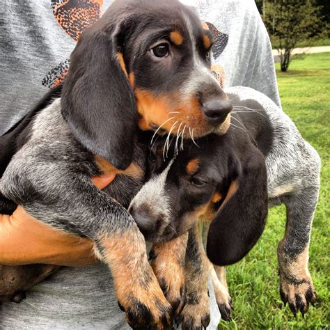Blue coonhound puppies. Updated 29 August 2023. Say hello to the Bluetick Coonhound, a breed that's as unique as its melodious howl! With their striking coat, exceptional tracking abilities, and … 