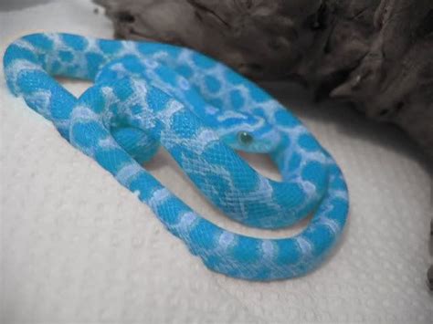 Blue corn snake for sale. From £95.00. Candy cane corn snake, Pantherophis guttatus. Out of stock. From £70.00. Lavender corn snake, Pantherophis guttatus. Out of stock. From £150.00. Corn x Pueblan milk snake, Pantherophis guttatus x Lampropeltis triangulum campbelli. Out of stock. 