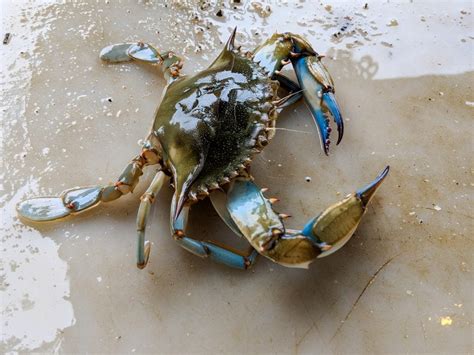 from major blue crab producing U.S. states: 2000-2017. 4. Landings and real dockside price per pound of Louisiana blue crab by type: 2000-2018. 5. Average monthly blue crab landings, dockside value and dockside price per pound: 2000-2018. 6. Blue crab landings (millions of pounds) and average real dockside price per pound by basin: 2000-2018. 7.. 