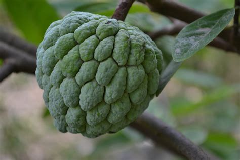 Place the sugar apple on a cutting board. Rinse with water and pat dry. Then pull apart with your fingers or pry apart with a dull knife. Carefully scoop out the custard-like flesh with a spoon, separating the dark seeds and discarding them as you go (see note). To a blender, add the flesh along with the milk and ice.. 