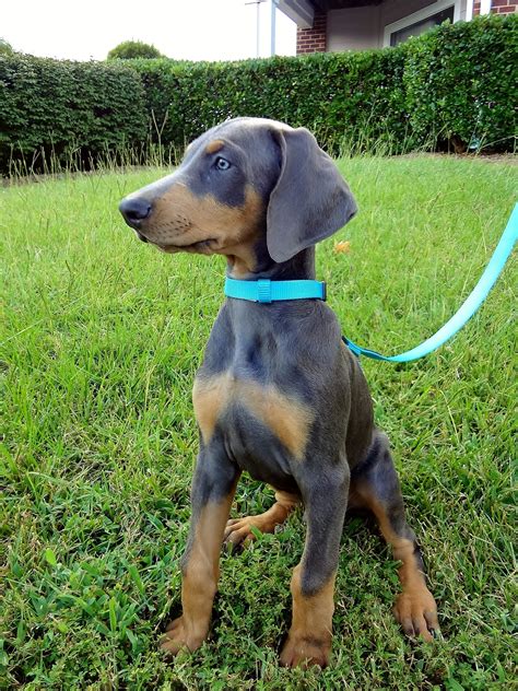Blue Doberman syndrome, also known as color dilution alopecia, color mutant alopecia, blue dog disease and blue balding syndrome or fawn Irish Setter syndrome (when affecting other dog breeds) is an inherited disorder that occurs in color diluted (gray/blue or red/fawn) dogs. It manifests with alopecia (hair loss) at the dilute-colored areas of .... 