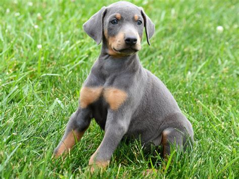 Showing 1 - 21 of 46 Doberman Pinscher puppy litters. AKC Champion Bloodline. Doberman Pinscher Puppies. Males / Females Available. 4 months old. Courtney Leffler. Houston, TX 77065. STANDARD. AKC Champion Bloodline.