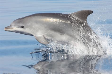 Blue dolphins. Things To Know About Blue dolphins. 