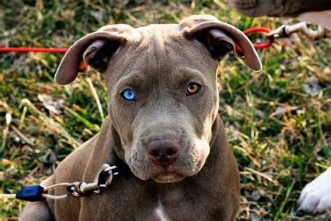 Blue eyed pitbull dog. Things To Know About Blue eyed pitbull dog. 
