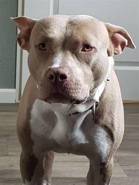 American Pitbull Terriers come in a range of different colors. Those with a blue or red nose are often specifically referred to as such. The Red Nose Pitbull is often one of the more sought-after colorings of the breed. This is due to their beautiful coloring. Their prices can typically be a little higher as a result..