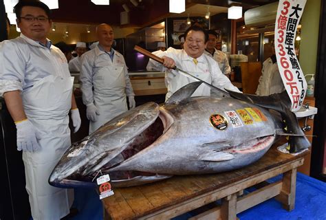 Blue fin tuna cost. A giant tuna was auctioned for 36 million yen ($275,000) in the ceremonial first sale of the new year at Tokyo’s Toyosu fish market, marking the first gain in four years and signaling that ... 