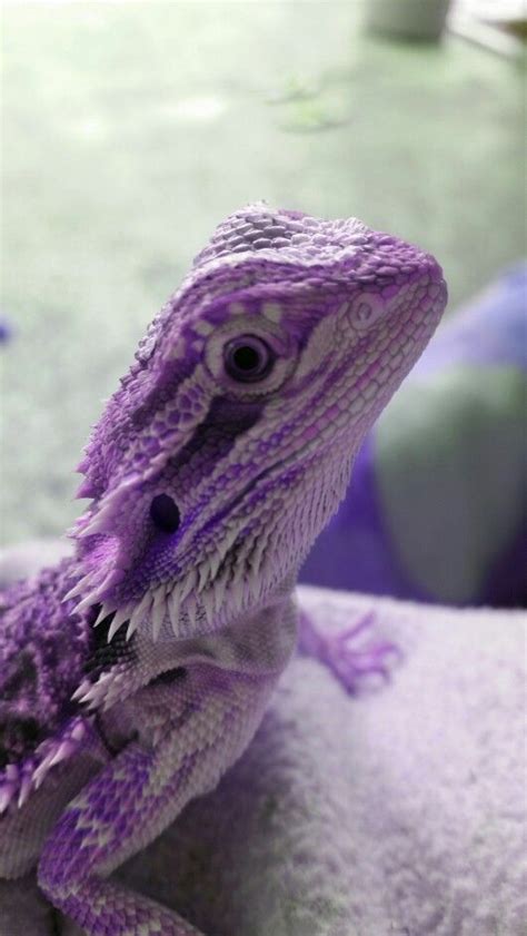 Bearded dragons have a pinkish-red tongue when healthy, but if you notice any discoloration on their tongue such as white patches or dark spots, it could be a sign of infection or disease. Another sign of illness in bearded dragons is abnormal behavior such as lack of movement or excessive tongue flicking..