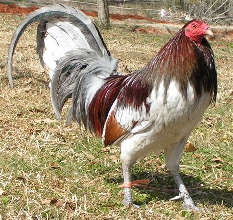 Radio gamefowl characteristics. One of the principal characteristics of the Radio rooster that makes him outstand is that they are animals of saw crest and squared head, of mid to short legs and their color is normally yellowish. They are very cheerful and singing animals, of strong and broad back, their eye color goes from red to mid-term ... . 