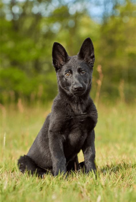 Apr 11, 2562 BE ... I talk about getting a puppy for the first time, puppy blues, depression & anxiety, and introduce you to my new german shepherd dog, Echo!. 