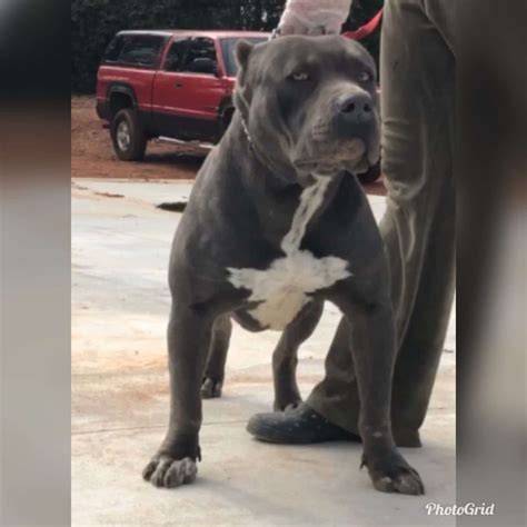 Mar 8, 2019 · American Bully Studs, Stud Service, Top Pocket Bully Studs & Puppies for Sale September 29, 2023; Complete Guide: Breeding Methods Used By The Most Successful Horse & Dog Bloodlines August 25, 2023; Life Saving Actions When A Bully Breed Dog Overheats (Heat Stress, Stroke) August 13, 2023 . 