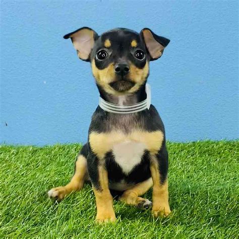 Blue girl is a Chihuahua puppy for sale in Meridian, MS