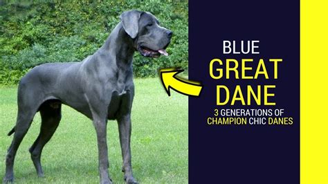 Blue great dane cropped ears Great dane dog mating - YouTube