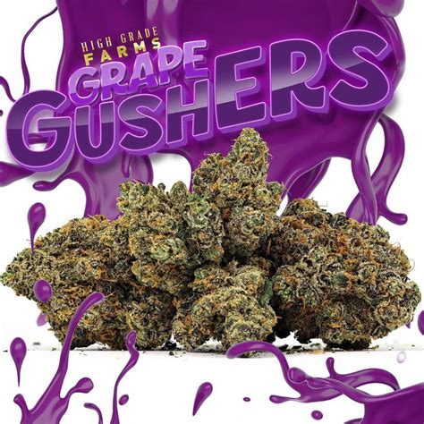 The flowering time of Gushers is 9-11 weeks, and you could benefit from a yield of up to 16 ounces per square meter planted. THC Content – Highest Test. There is a significant difference in the THC range when it comes to tests on the Gushers strain. We have heard that Gushers can have anywhere from 15% to 25%.. 