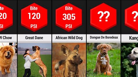 Oct 19, 2023 · While precise measurements can vary from one dog to another, the bite force of Australian Cattle Dogs is estimated to range from 230 to 250 PSI (pounds per square inch). To put this into context, human bite force typically hovers around 120-140 PSI.. 