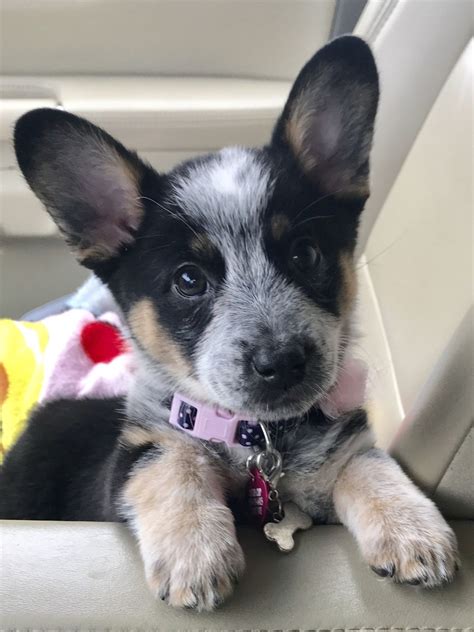 Blue Heeler Corgi Mix is a crossbreed of an Australian Cattle Dog and a Welsh Corgi. They have a medium size and a lifespan of 12-15 years. They require regular vet check-ups, grooming, and have potential health concerns.. 