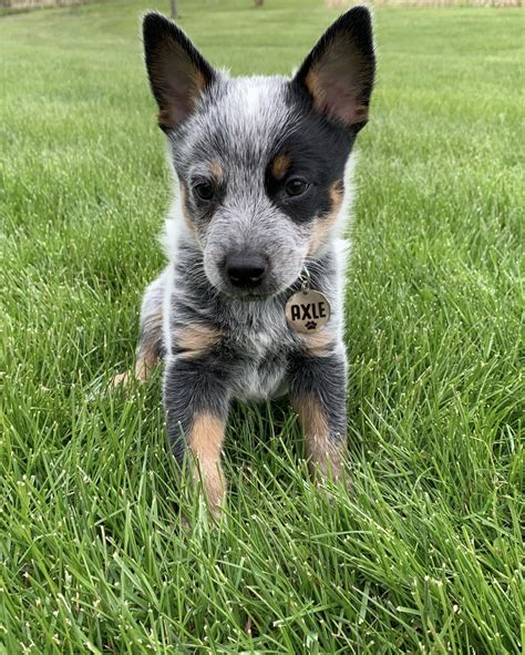Blue heeler cost. So, how much do blue heeler puppies cost? So now, let’s explore all the information about this breed and what affects its price. How Much Is a Blue Heeler Puppy. A trustworthy breeder will often charge between $500 and $525 for a Blue Heeler puppy suitable for pets. Puppies that are purchased with the intention of reproducing or for ... 