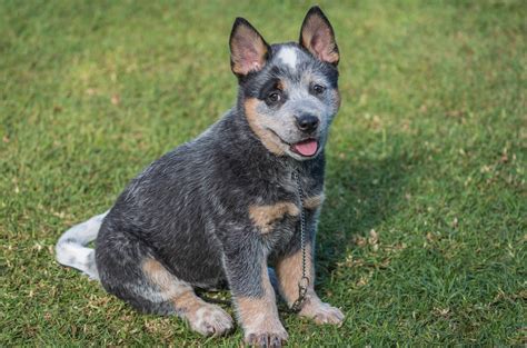 A loyal and active dog, the Blue Heeler, or Australian Cattle Dog, was originally bred in Australia as a cattle herder. The Blue Heeler is the opposite of a couch potato – they love to be busy and do best when they have a job. If their energy is not directed, they can become bored and destructive. The Australian Cattle Dog is very …. 