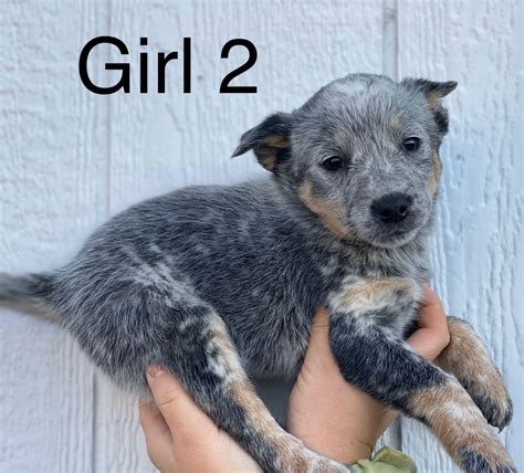 Blue heeler dogs for sale. All of our dogs are loved as family members. We cherish our puppies from birth up until they leave our arms to snuggle into yours! Find a Australian Cattle Dog puppy from reputable breeders near you in Georgia. Screened for quality. Transportation to Georgia available. Visit us now to find your dog. 