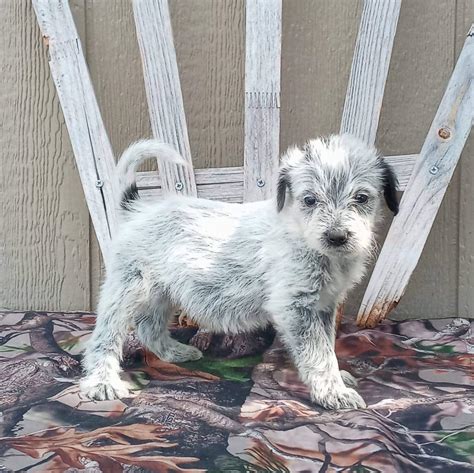 The name of the blue heeler poodle mix is Cattl