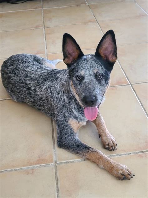 Blue heeler puppies for sale houston. Female. $400. Grace - Blue Heeler Puppy for Sale in MASSILLON, OH. Female. $400. Buck - Blue Heeler Puppy for Sale in MASSILLON, OH. Male. $400. Penny - Blue Heeler Puppy for Sale in MASSILLON, OH. 
