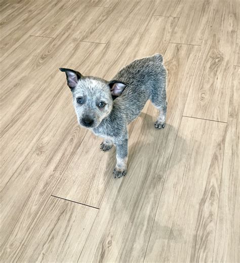 Blue heeler puppies for sale tampa. Oct 23, 2016 · Details / Contact. 4 of 38. URGENT: This animal could be euthanized if not adopted soon. Australian Cattle Dog. Ranger is a spunky, 2 1/2 year-old male blue heeler. He was born 2/11/21 and joined my family in mid-April 2021. 