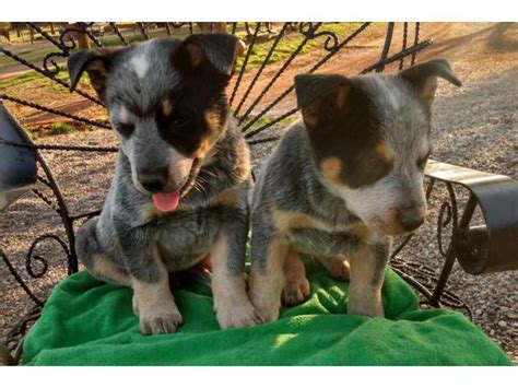 Blue heeler puppies near me. Red Heeler & Blue Heeler puppies. Australian Cattle Dog Union, Oregon, United States. I have red heeler and blue heeler puppies available, now 6 weeks old since Christmas. Males are $200, females are $250. 
