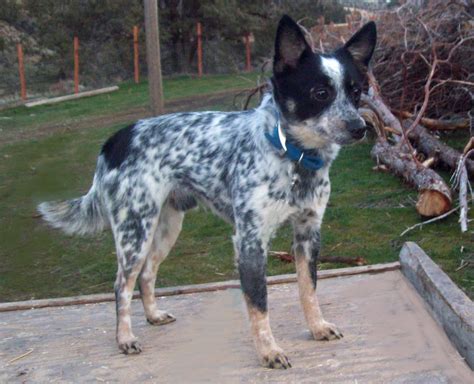 Breeding happy and healthy blue heeler puppies-Australian Cattle dogs puppies for your family. miniature blue heeler puppies for sale registered blue heeler puppies for sale …. 
