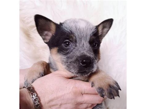 Blue heeler pups for sale near me. Purebred Heeler Pups FOR SALE - Red & Blue Puppies. - Wangaratta, Victoria. $ 1,300. Offered for your consideration are 7 Heeler puppies. Currently available are 2x Red Heeler Females, 1x Blue Heeler Female and 4x Blue Heeler Males. Dogs are... gumtree.com.au 2 days ago. See more details. 