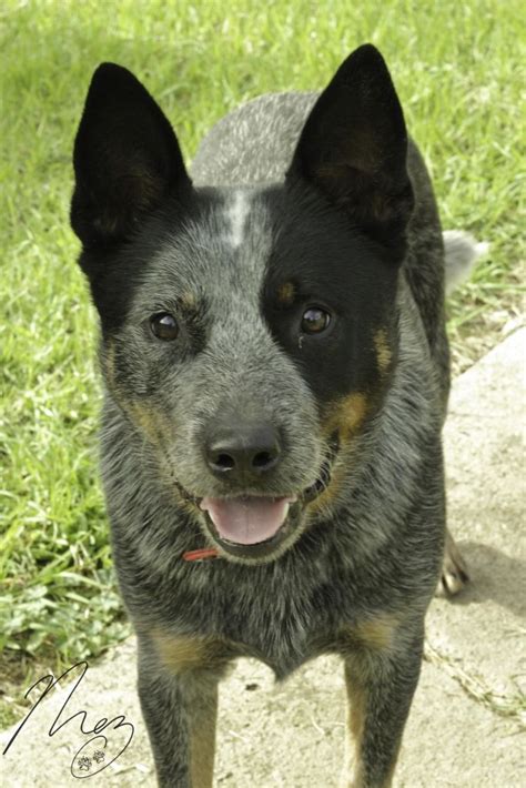 Texas Cattle Dog Rescue (TCDR) is a non-profit, 501 (c) (3) animal welfare organization dedicated to rescuing Australian Cattle Dogs from city and county shelters throughout Texas. We ensure each dog is spayed or neutered, vaccinated and microchipped. We do not have a central facility nor do we have dogs in kennels or boarding facilities.. 