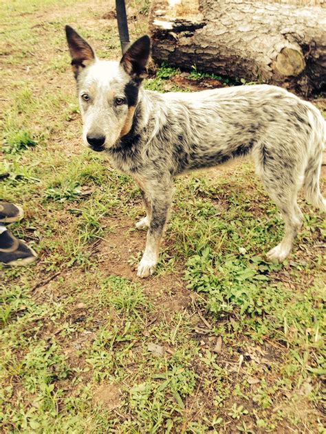 Search for australian cattle dog blue heeler rescue dogs for adoption near Caledonia, Wisconsin. Adopt a rescue dog through PetCurious. ... Australian Cattle Dog Blue Heelers . near Caledonia, Wisconsin. Search filters. Set alert. Refine search with filters..