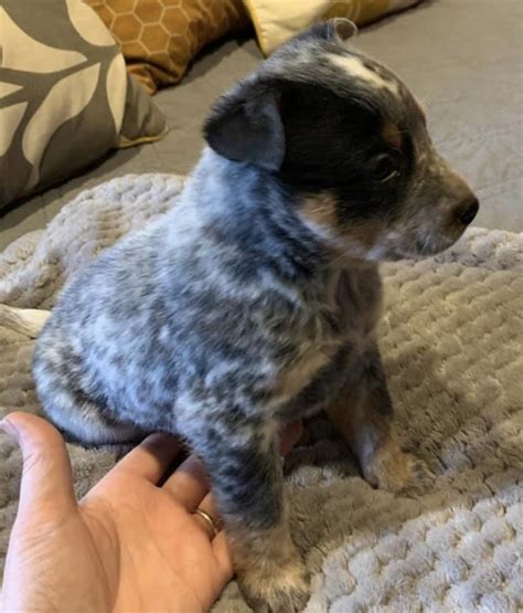 We are so excited about Miss Pepper and Mr Waylon litter that was born on October 10, 2022 and will ready for their new home after November 19, 2022. It is our goal to have the best quality of our heelers by focusing on phenotype, genomics, and pedigrees. We strive to raise traditional Australian cattle Dog ACD that will thrive in anyone's home ....