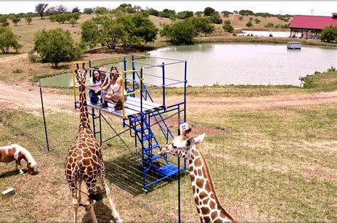 Blue hills ranch. A destination for animal-lovers to meet giraffes, zebras, kangaroo, lemurs, otters, horses, mini cows and more. You can book a private safari tour or an overnight … 