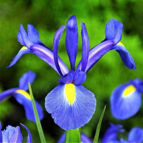 Blue iris.. Blue iris is a deep, vivid blue with a tinge of purple, sitting between blue and blue violet in the color wheel. The hex code for blue iris is #5A4FCF. It takes its name from the showy iris flower, which is named after the Greek word for rainbow and the Greek goddess of the rainbow, Iris. Blue iris was 2008 Pantone Color of the Year … 