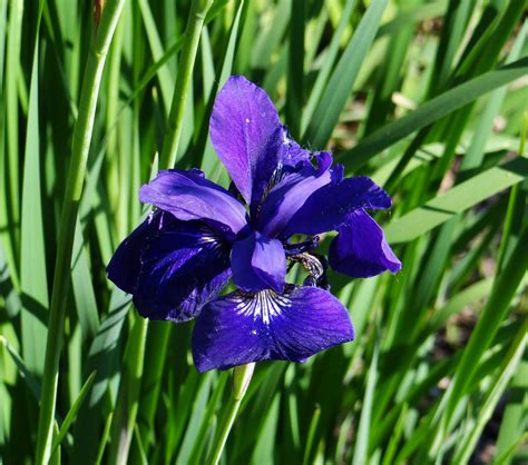 Blue irus. What is Blue Iris? Native from Africa to temperate and tropical Asia and Europe, Iris spuria, commonly known as Spuria Iris or Blue Iris, is one of the tallest irises. Habit and Size: Blue iris is an elegant rhizomatous perennial, reaching a height of 3-5 feet (90-150 cm) and forming an upright clump of narrow, tall, and sword-like leaves. The ... 