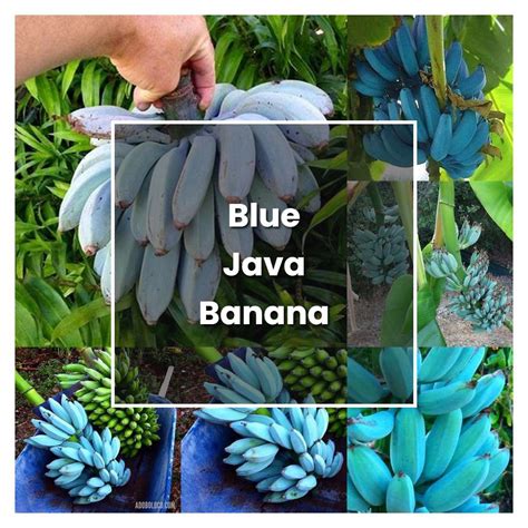 Blue java banana trees. Musa acuminata × balbisiana The blue java banana, also known as the ice cream banana, vanilla banana, or Hawaiian banana, is a fascinating fruit with unique characteristics: Unlike the typical yellow banana, the unripe blue java has a striking waxy blue peel, resembling a sky-blue crayon. ... Sunlight: Banana plants thrive in full sun, so it's ... 