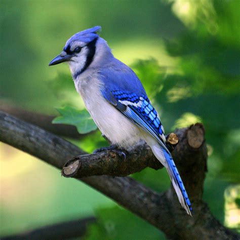 Blue jay birdsong. Sep 18, 2020 · Seeing a Blue Jay. It is common to hear a blue jay’s trademark call, or jeer, before seeing the bird. Although, it certainly isn’t hard to spot the blue jay’s striking blue, black, and white ... 