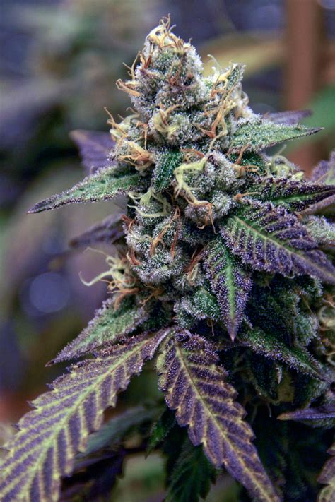 Blue J, also known as “The Blue J,” is a sativa dominant hybrid strain (70% sativa/30% indica) created through crossing the delicious Jillybean X Oregon Blue …. 