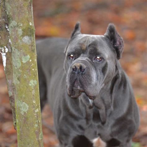 Blue kings cane corso. Blue Kings Cane Corso, Powder Springs, Georgia. 1,082,477 likes · 128 talking about this. AKC Breeder of the Cane corso 