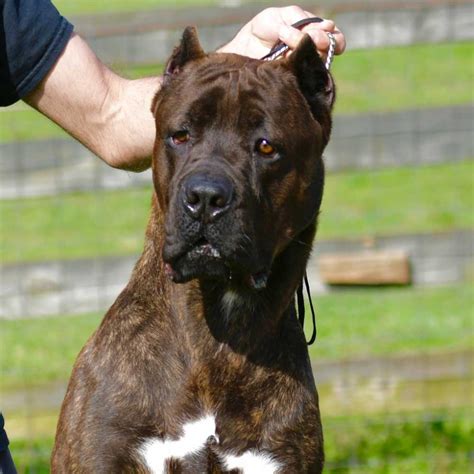 Looking for a Cane Corso puppy in Atlanta? Check out the breeder profile of Blue Kings Cane Corso for details including contact information.. Blue kings cane corso