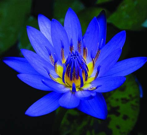 Blue lotus near me. Things To Know About Blue lotus near me. 
