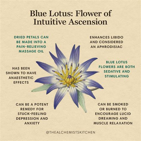 Blue lotus tincture effects.  This guide explains blue lotus, including its hist...