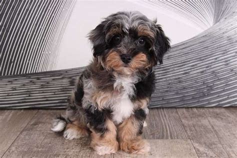 Blue maltipoo puppies. .  <a href=https://uvote.mgientertainment.us/assets/images/md2bye/...