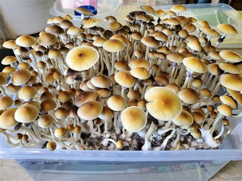 Blue Meanies mushrooms are a coveted cubensis strain that ori