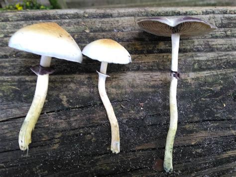 1. What Are Blue Meanie Mushrooms? Blue Meanie mushrooms are a type of Psilocybe cubensis, a species of psychedelic mushroom. These mushrooms are named after the …. 